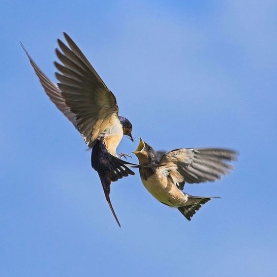 Cẩm nang về Yến