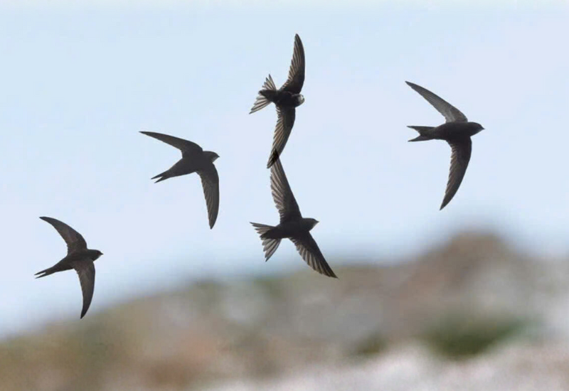 Dung dịch tạo mùi – Gợi hương quen thuộc cho đàn yến