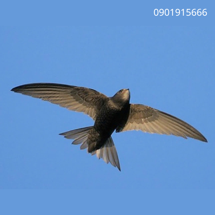 Cách Sử Dụng Dung Dịch Tạo Mùi Hiệu Quả Giúp Nhanh Có Đàn Yến Ổn Định