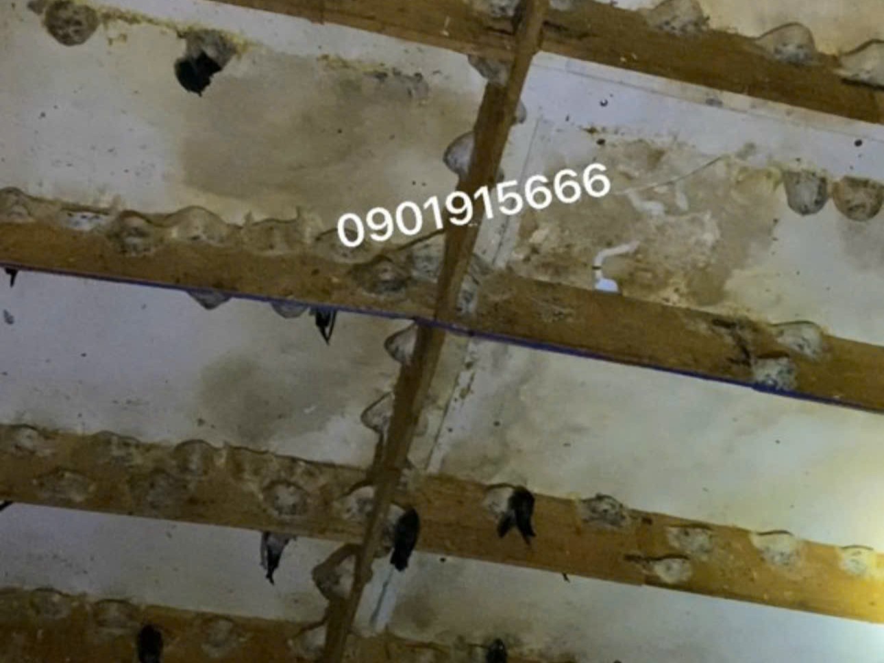 Độ ẩm, ánh sáng, nhiệt độ: Cách tạo môi trường lý tưởng để Yến sinh sống