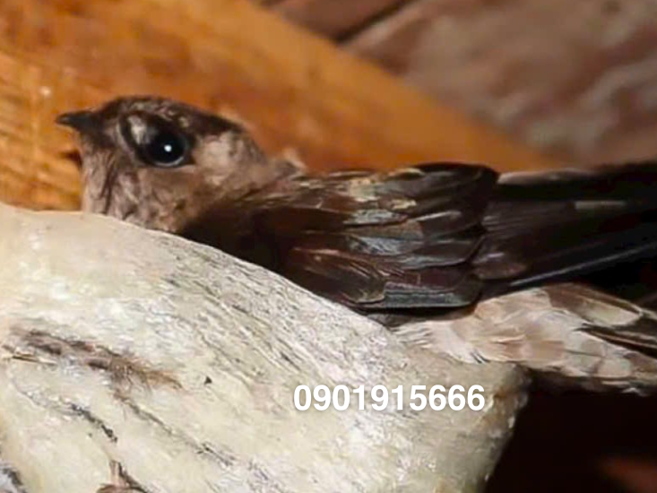 Hình dáng bên ngoài