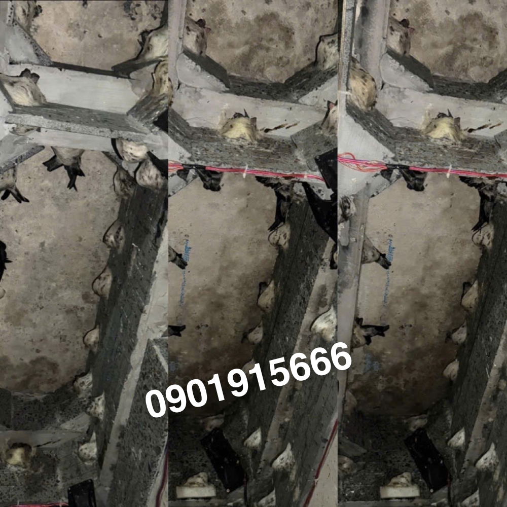 Yến sào Minh Phát