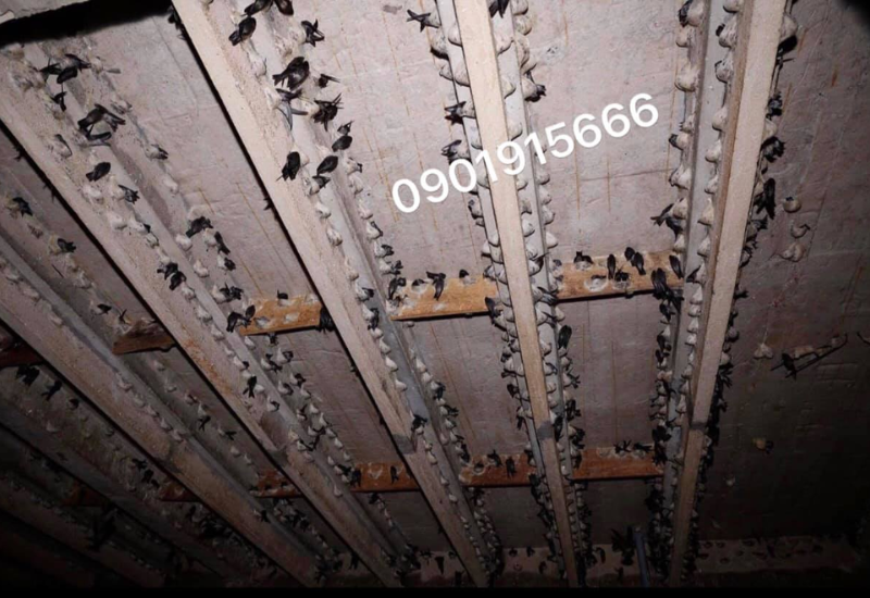 Thu hút chim yến ở lại nhà yến