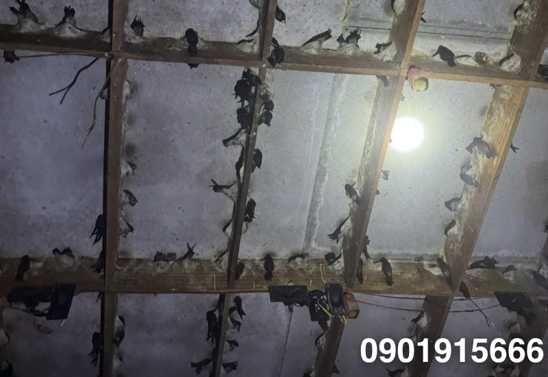 Tầm quan trọng của âm thanh trong mô hình nuôi yến