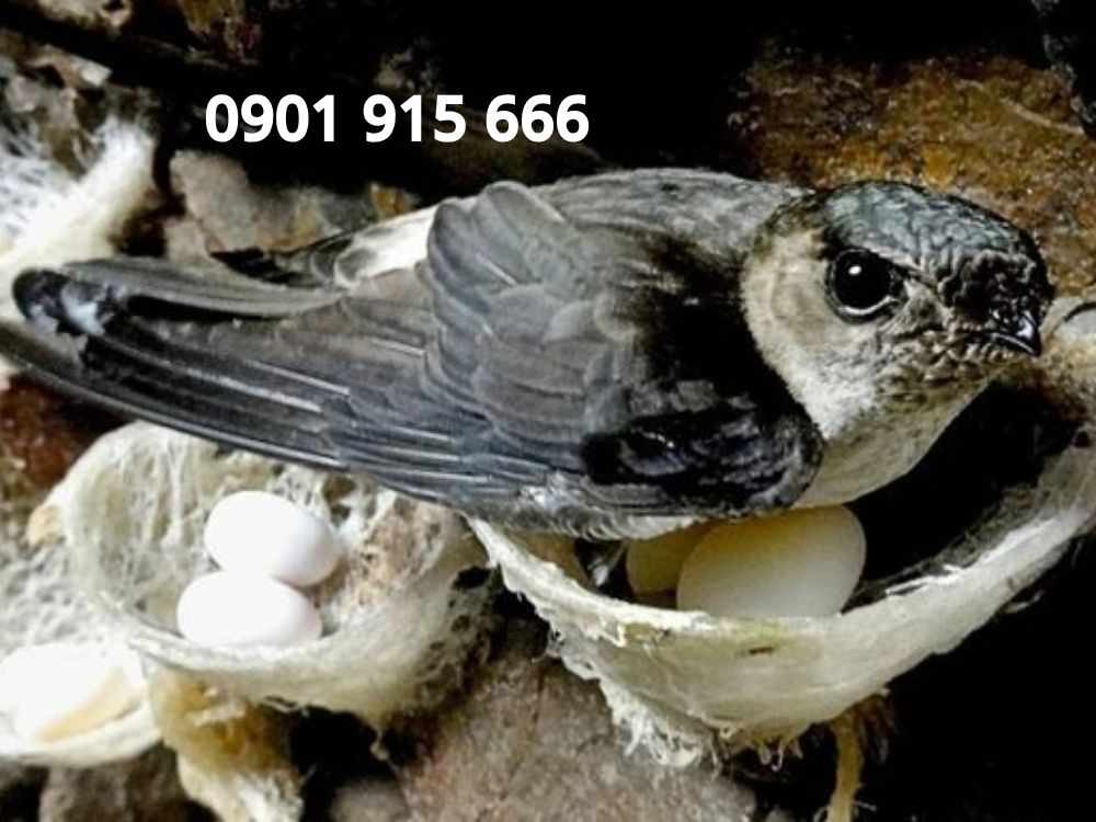 1. Cơ chế hoạt động tự nhiên của Love Potion