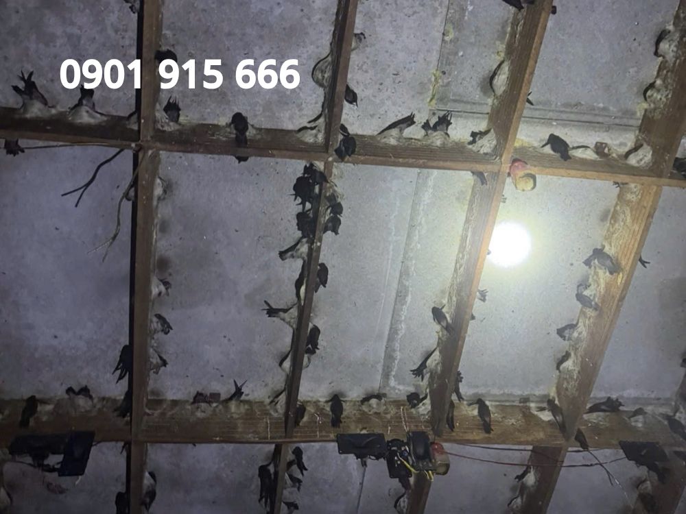 2. Hiệu quả đáng kể sau khi sử dụng dung dịch