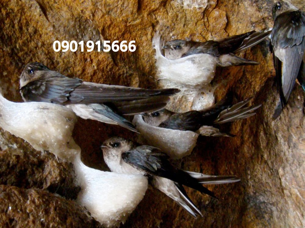 Super Hormone Liquid là gì?