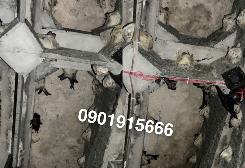 Nâng cao năng suất sản lượng tổ yến