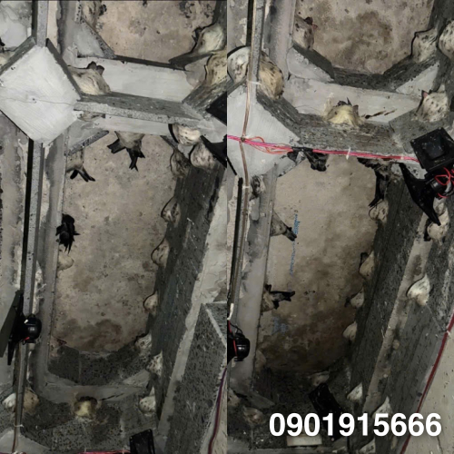 Những Yếu Tố Khiến Nhà Yến Khó Thành Công