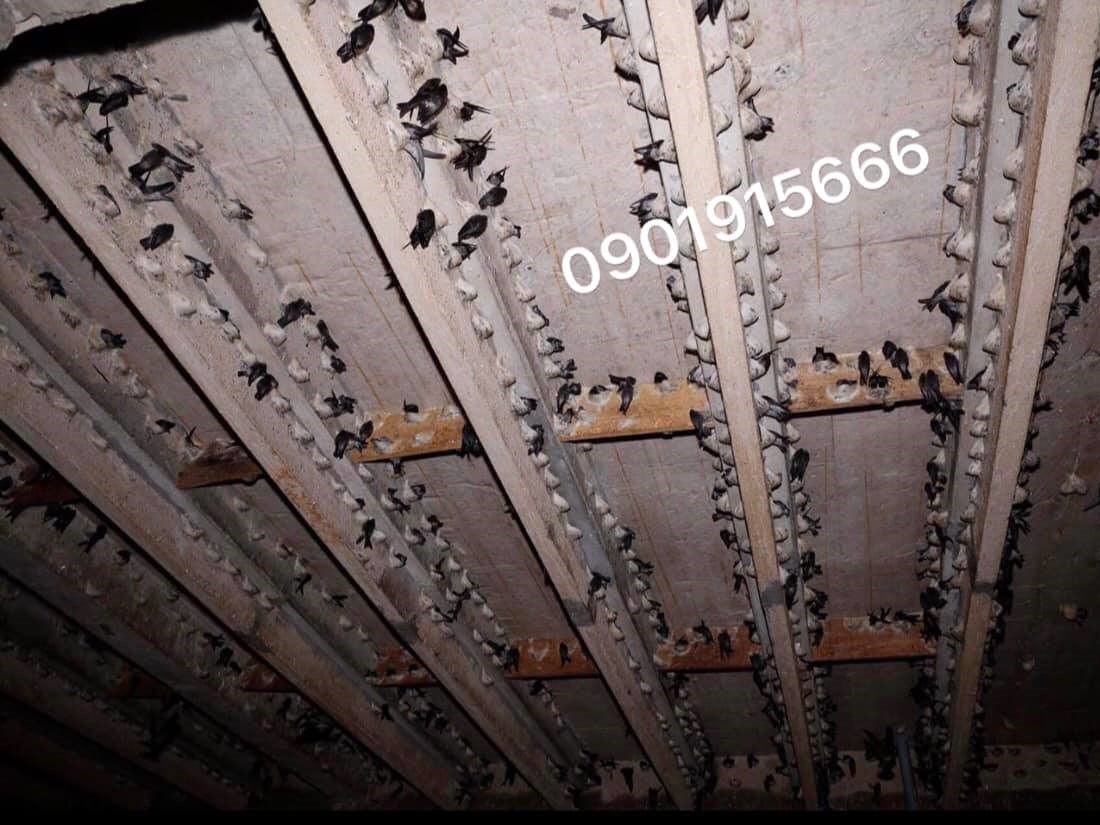 Giữ mùi nhà yến ổn định