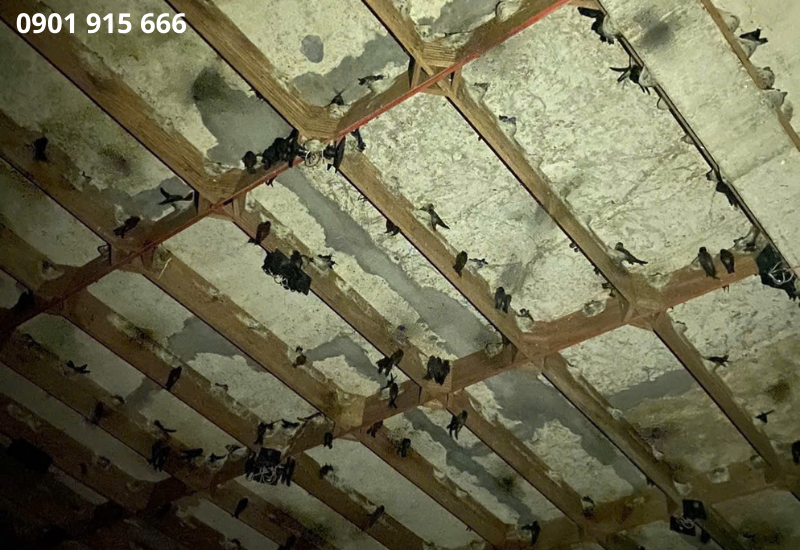 Mùa sinh sản và các yếu tố ảnh hưởng đến thời điểm thu hoạch