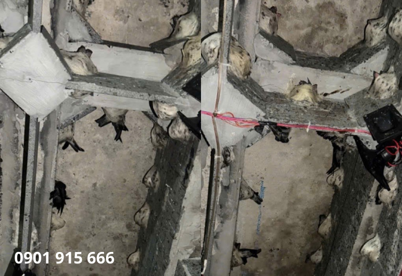 Các giai đoạn phát triển của chim yến – Căn cứ để nhận biết tổ có thể thu