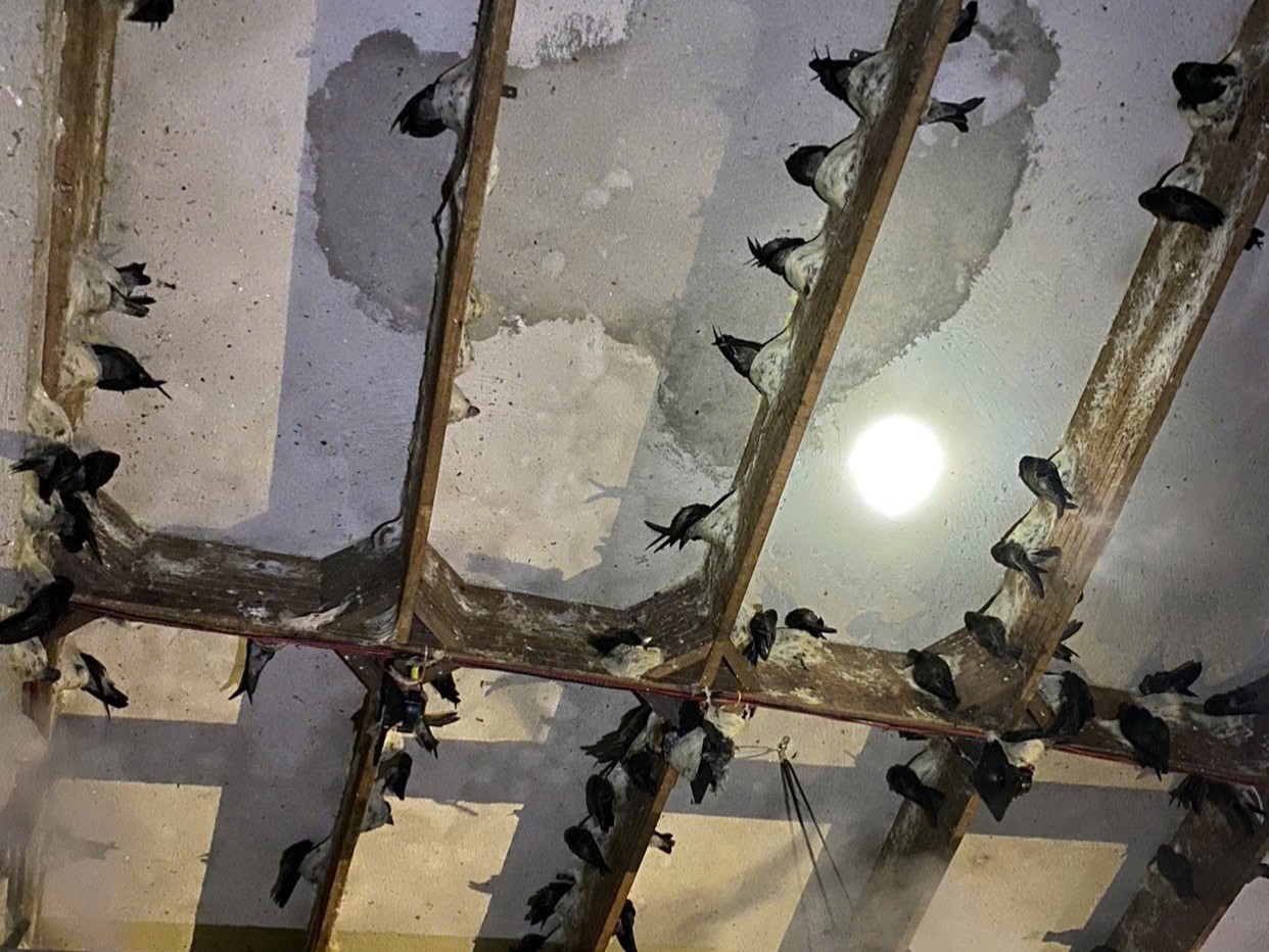 Mùi nhà yến mới