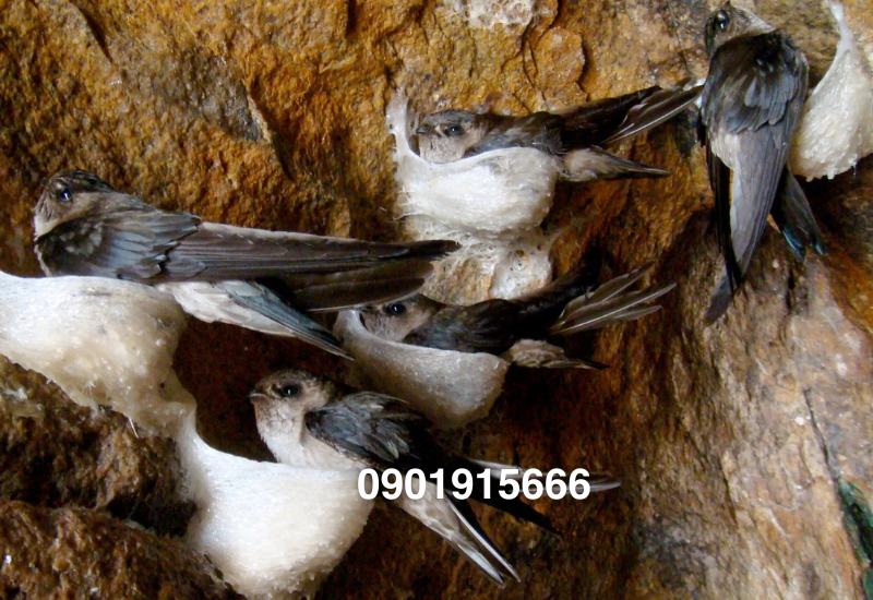 Nuôi yến có đem lại lợi ích không?