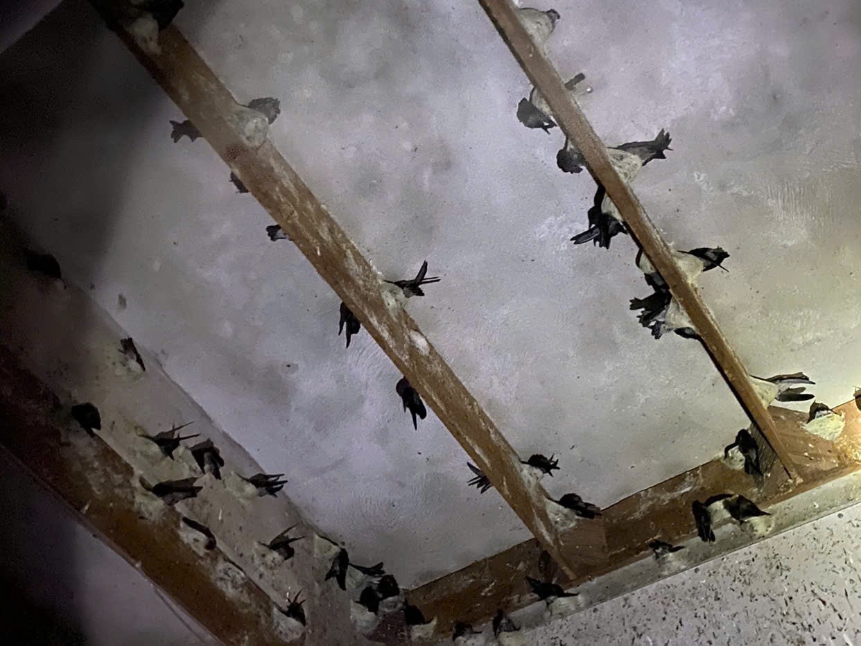 Môi trường nhà yến