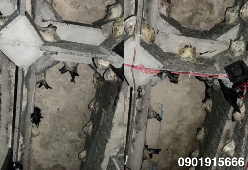 Đầu tư nuôi yến nên hay không