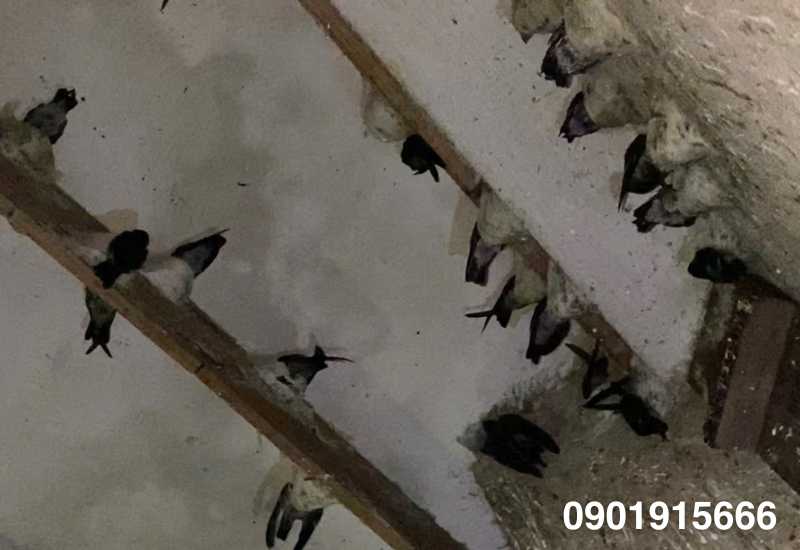 Giải pháp cho chim yến non bị rơi xuống sàn chết