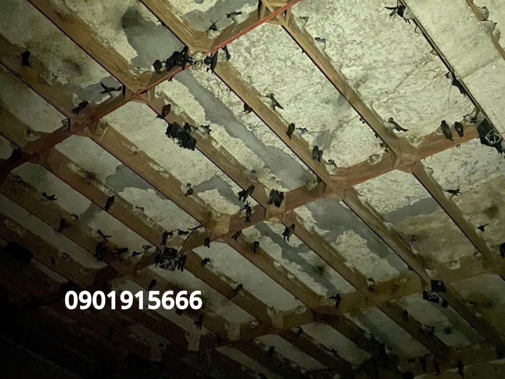 1. Vì sao cần kiểm tra, bảo trì nhà yến định kỳ?