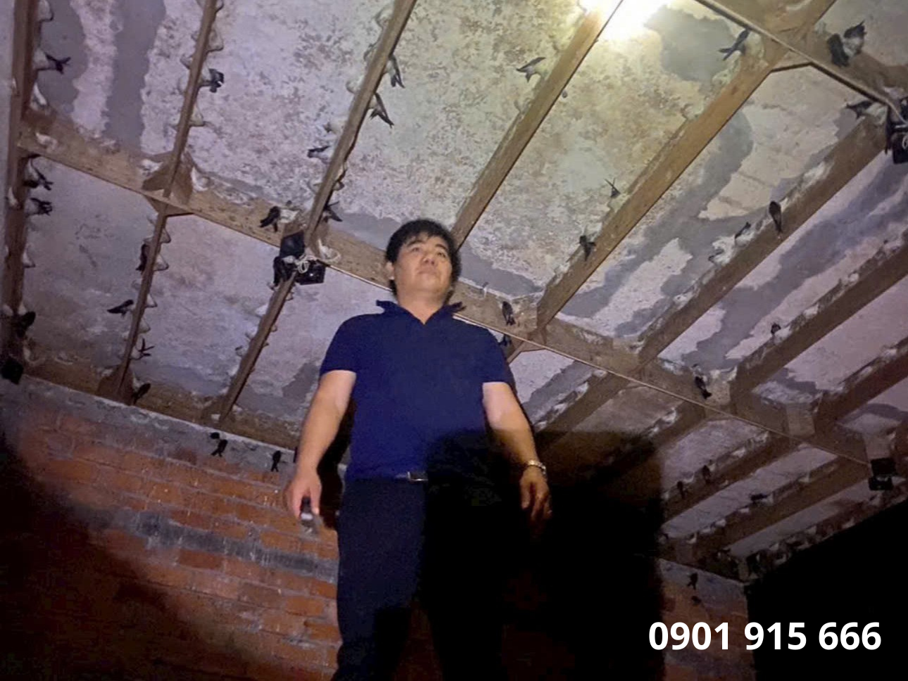 Giải pháp giúp nhà đầu tư nhỏ lẻ nuôi yến hiệu quả