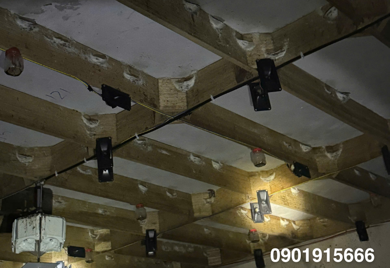 Những nguyên nhân khiến chim yến rơi xuống sàn