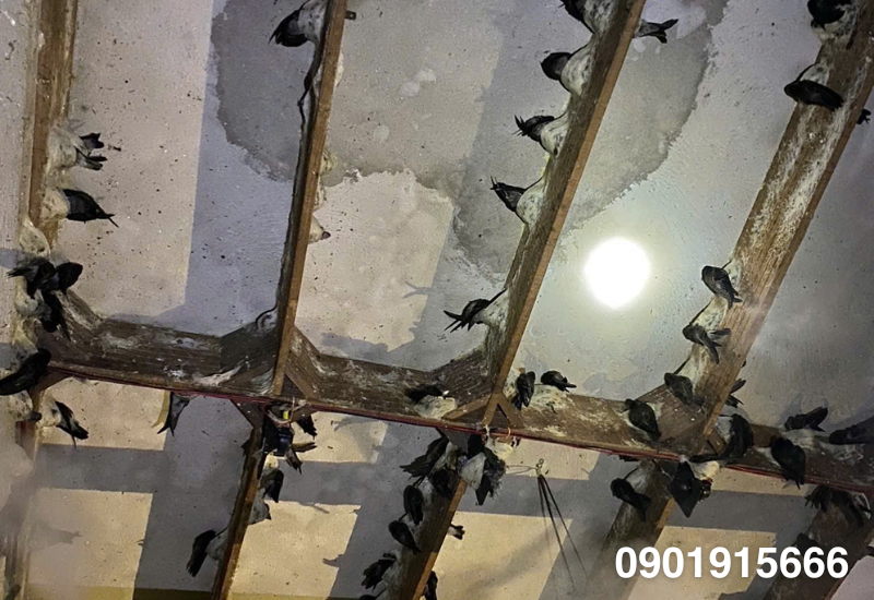 Thiết kế nhà yến và ánh sáng