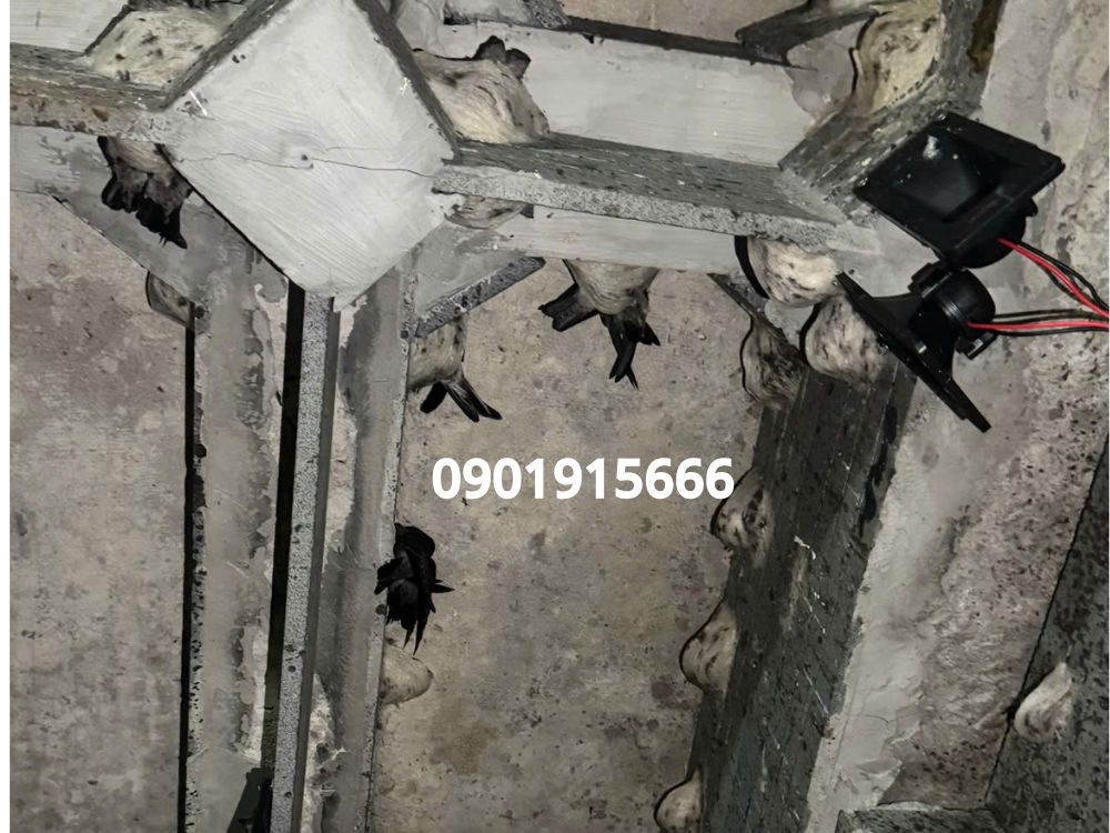 Môi trường xung quanh và nguồn thức ăn tác động đến sự phát triển lâu dài của đàn yến