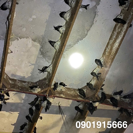 Đặc Điểm Của Ánh Sáng Lux Và Tổ Yến