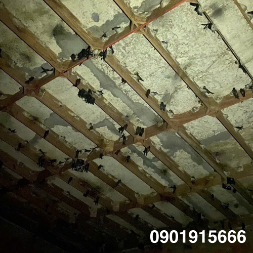 Nguyên Nhân Chim Yến Rơi Xuống Sàn Và Cách Khác Phục