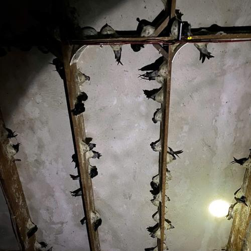 Ánh Sáng Nhân Tạo Và Môi Trường Sống Của Chim Yến